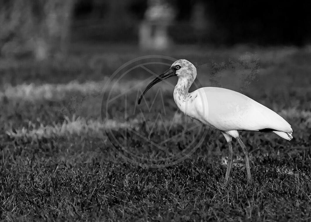 Grayscale Ibis