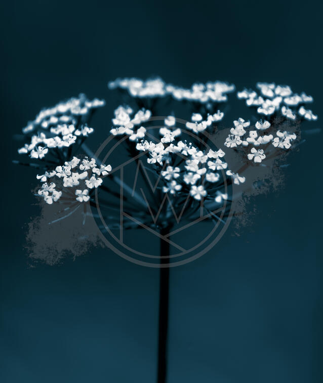 Monochrome Wildflower