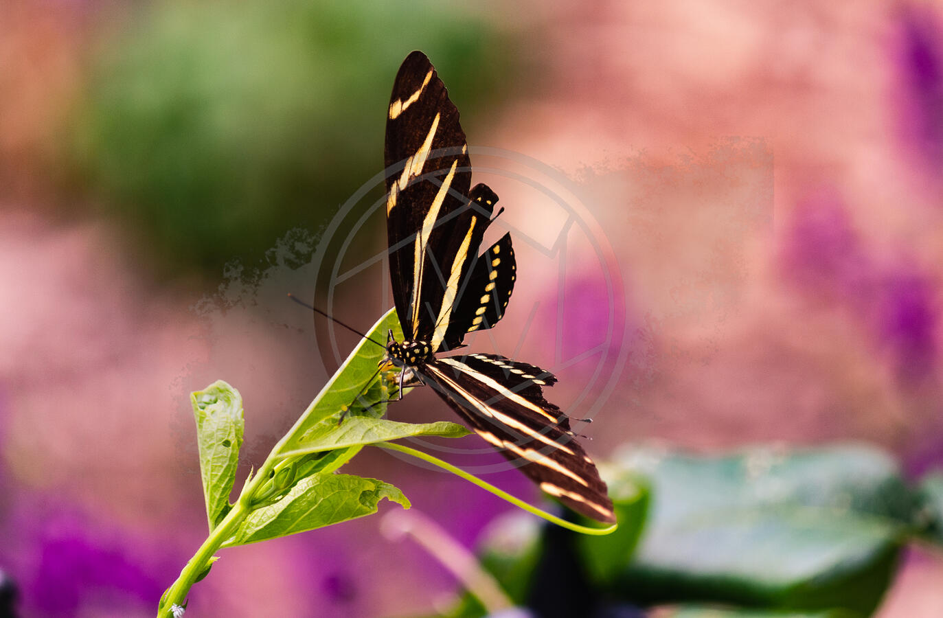 Watercolor Butterfly Watercolor Butterfly