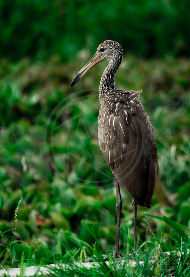 Ibis 3 Ibis 3