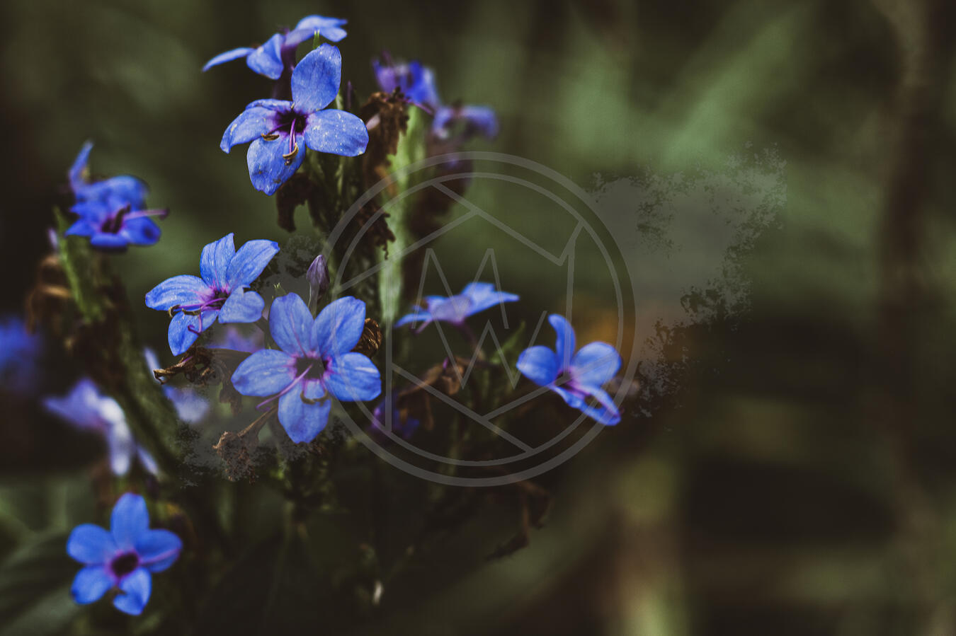 Indigo Bloom Indigo Bloom