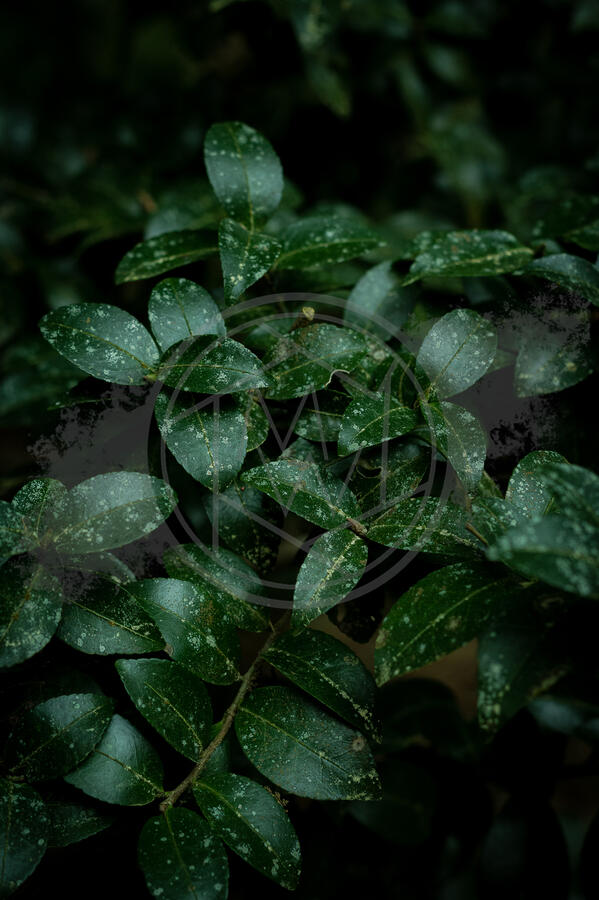 Verdant Verdant