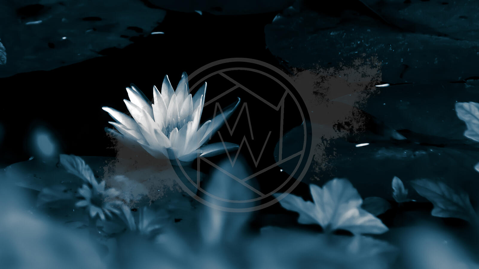 Monochrome Lotus Monochrome Lotus