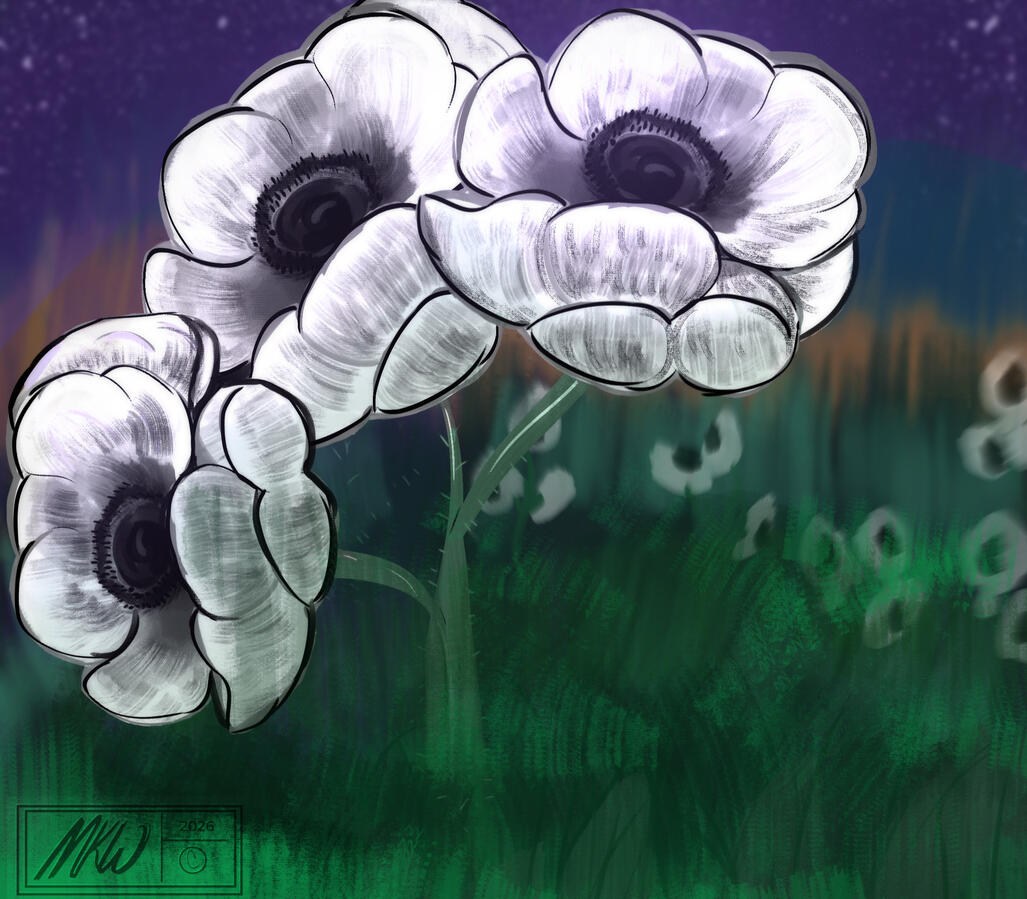 Poppies